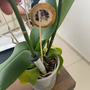 Çiçek Sepeti Pişmanlıktır.