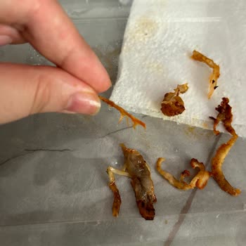 Yaprak Dönercisi Yaprak Döner Siparişe Önem Vermiyor