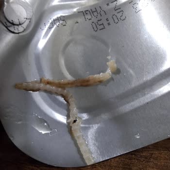 Dardanel Konserve Sardalya Kurtlu Çıktı