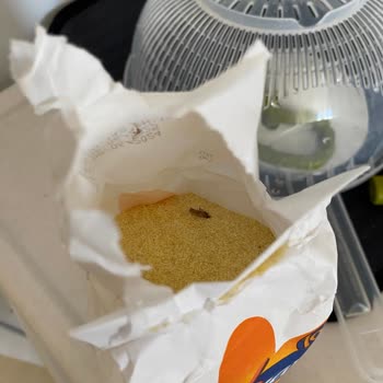 Piyale Marka İrmikten Böcek Ve Kozalar!