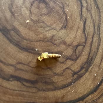 Patiswiss Çikolatamdan Vida Çıktı