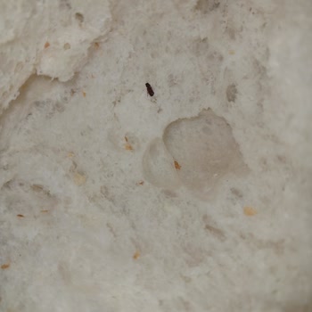 Afiyet Fırın (Ankara) Afiyet Fırından Aldığım Ekmekten Böcek Çıktı