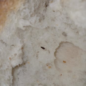 Afiyet Fırın (Ankara) Afiyet Fırından Aldığım Ekmekten Böcek Çıktı