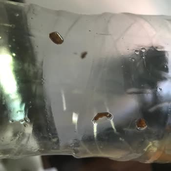 Lipton İce Tea Ve İçinde Yüzen Yabancı Cisimler Bizi Ürkütüyor