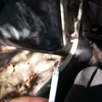 Philip Morris Yakında Ağaç Çıkacak