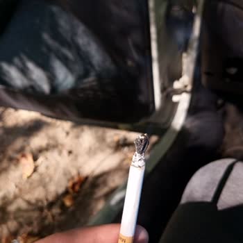 Philip Morris Yakında Ağaç Çıkacak