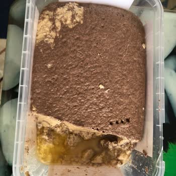 Torku Bozuk Tarihi Geçmemiş Helva