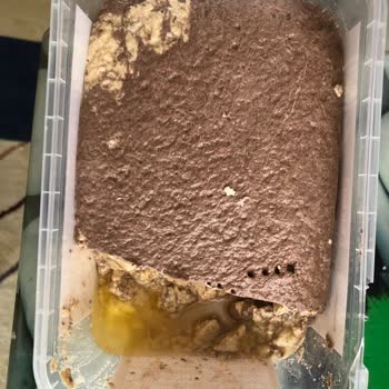 Torku Bozuk Tarihi Geçmemiş Helva