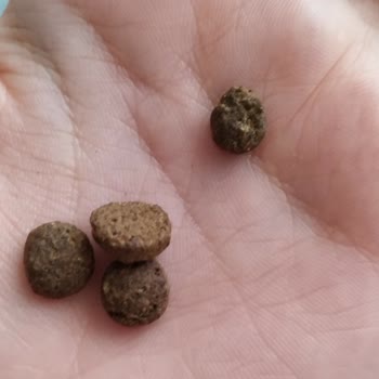 Mamaciteyze.com N&D Somonlu Kedi Maması Orijinalliği Hakkında Şüphelerim Var