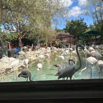 Flamingo Köy Kahvaltı Hizmeti Hakkında Hayal Kırıklığı