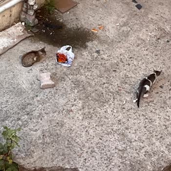 Namet Bozuk Ürün Dana Sosis