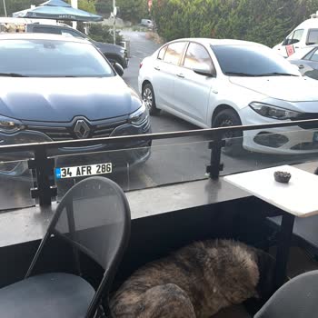Starbucks Ta Ki Köpek Tüyü Sorunu
