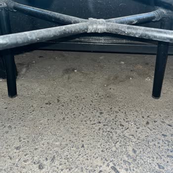 Starbucks Ta Ki Köpek Tüyü Sorunu