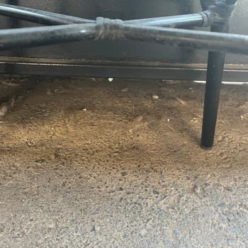 Starbucks Ta Ki Köpek Tüyü Sorunu