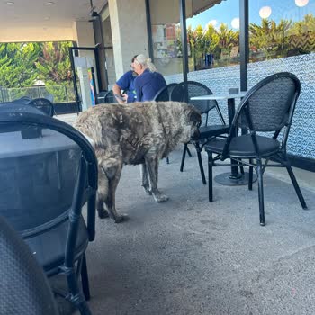 Starbucks Ta Ki Köpek Tüyü Sorunu