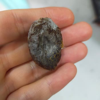 Çerezya Gün Kurusu Kayısı Da Küflenme