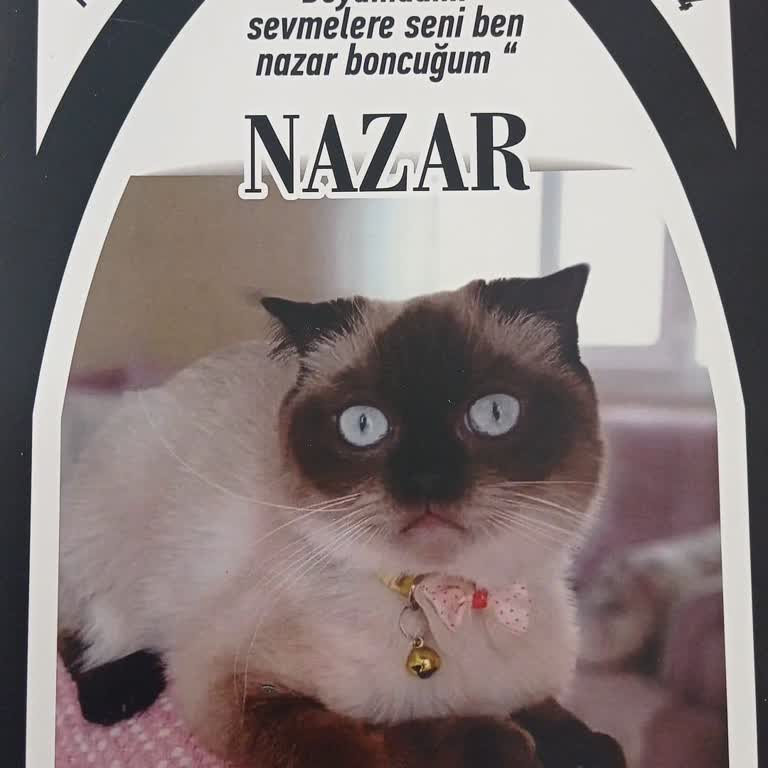 Hilal Veteriner Kliniği İhmali Sonucu Kedimi Kaybettim