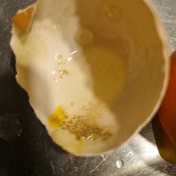 Şişman Yumurta Şişman Organik Yumurtanın İçi Siyah