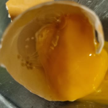 Şişman Yumurta Şişman Organik Yumurtanın İçi Siyah