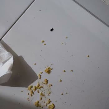 Lays Fırından Böcek Çıkması. Kesinlikle Bu Markanın Denetlenmesi Gerek
