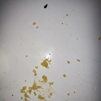 Lays Fırından Böcek Çıkması. Kesinlikle Bu Markanın Denetlenmesi Gerek