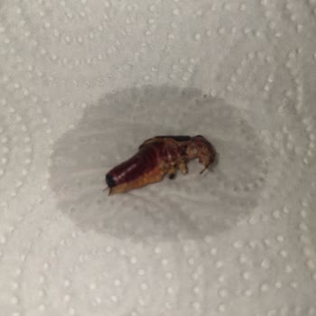 Tat Gıda Kornişon Turşusunda Hijyen Sorunu