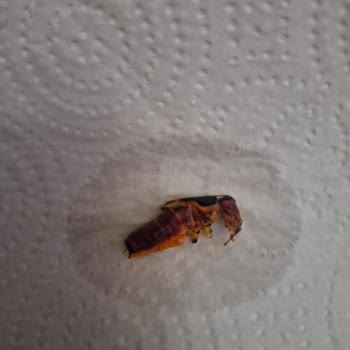 Tat Gıda Kornişon Turşusunda Hijyen Sorunu