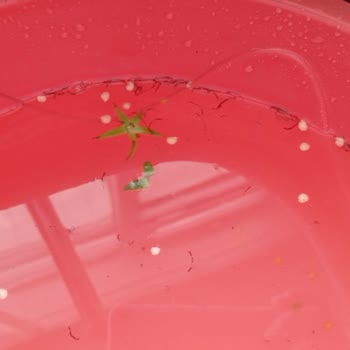 TESKİ Tekirdağ Yeniçiftlik Pis Su Sorunu