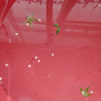TESKİ Tekirdağ Yeniçiftlik Pis Su Sorunu