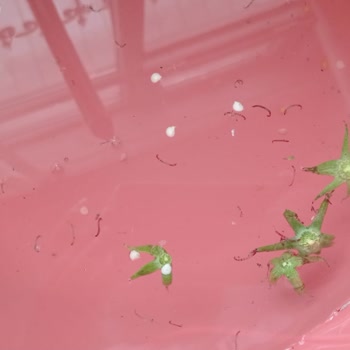 TESKİ Tekirdağ Yeniçiftlik Pis Su Sorunu