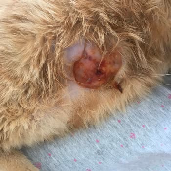 Tarım ve Orman Bakanlığı Pegasos Veteriner Kliniği'nde Yanlış Tedavi Mağduriyeti