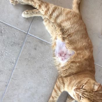 Tarım ve Orman Bakanlığı Pegasos Veteriner Kliniği'nde Yanlış Tedavi Mağduriyeti