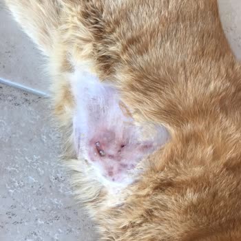 Tarım ve Orman Bakanlığı Pegasos Veteriner Kliniği'nde Yanlış Tedavi Mağduriyeti