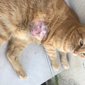 Tarım ve Orman Bakanlığı Pegasos Veteriner Kliniği'nde Yanlış Tedavi Mağduriyeti