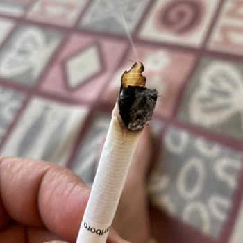 Philip Morris Sigara İçinden Çıkan Tütün Odunu