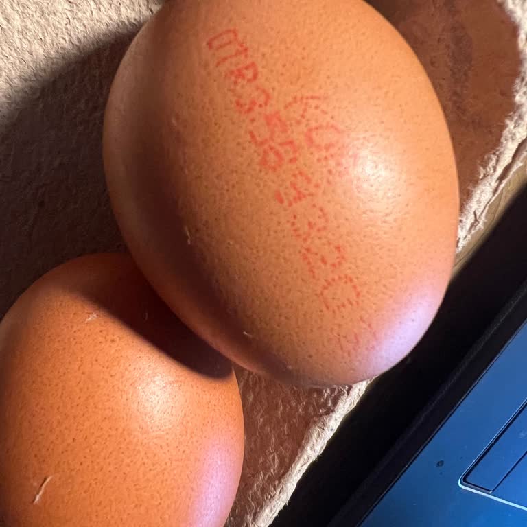 Kor Yumurta Macro Center'dan Kor Organik Yumurta İçinden Ölü Civciv Çıktı