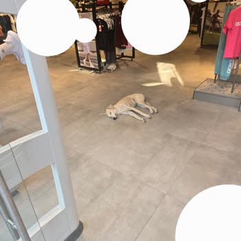 Novada Outlet (Söke) Mağazalarınızda Ve AVM'lerde Sokak Köpekleri Sorunu