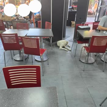 Söke Belediyesi Novada AVM'de Sokak Hayvanları Sorunu