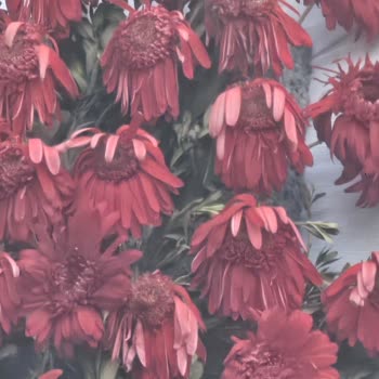 Melis Flowers Solmuş Çiçekleri Çelenk Yapıyorlar
