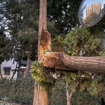 Bakırköy Belediyesi Sorumsuzluğu Canımdan Olacaktım