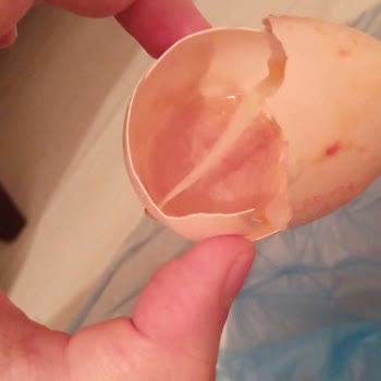 Ercanlar Yumurtaların Bozuk Çıkması.