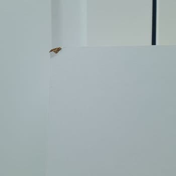 PTT Kargo Epttavm Pişmanlığı Ve Yardımcı Olmayan Temsilci Silsilesi