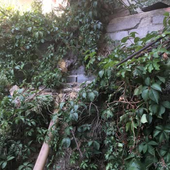 Kağıthane Belediyesi Evin Arkasında Lağım Fareleri Geziyor, Temizlenmesi Ve İlaç Talebi