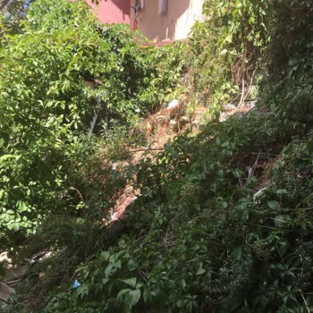 Kağıthane Belediyesi Evin Arkasında Lağım Fareleri Geziyor, Temizlenmesi Ve İlaç Talebi