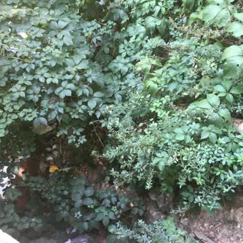 Kağıthane Belediyesi Evin Arkasında Lağım Fareleri Geziyor, Temizlenmesi Ve İlaç Talebi