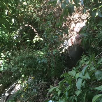 Kağıthane Belediyesi Evin Arkasında Lağım Fareleri Geziyor, Temizlenmesi Ve İlaç Talebi