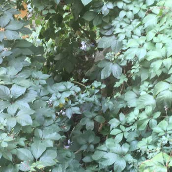 Kağıthane Belediyesi Evin Arkasında Lağım Fareleri Geziyor, Temizlenmesi Ve İlaç Talebi