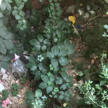 Kağıthane Belediyesi Evin Arkasında Lağım Fareleri Geziyor, Temizlenmesi Ve İlaç Talebi