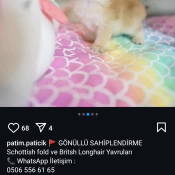 Patim.paticik Kedi Sahiplendirme İlanı Üzerinden Mağduriyet Yaşadım