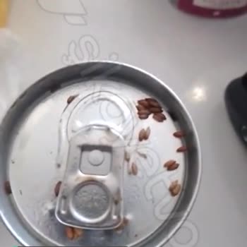Cepte Şok'tan Böcekli Kahve!